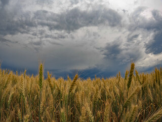 Wheat land in Romania, the country also known as the Granary of Europe. Golden plain with grains...