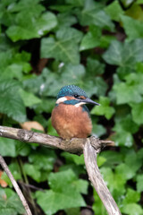 Martin P&ecirc;cheur