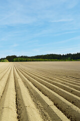 Kartoffel, Kartoffeln, vor Auflauf