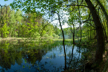 Green forest reflected in the calm water of the lake, beauty in nature.