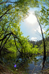Green forest reflected in the calm water of the lake, beauty in nature.