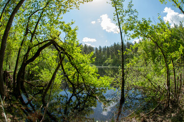 Green forest reflected in the calm water of the lake, beauty in nature.
