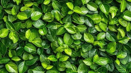 Lush Green Foliage Texture Vibrant Leaves Background.