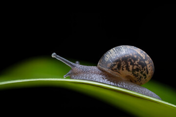 snail in the wild state