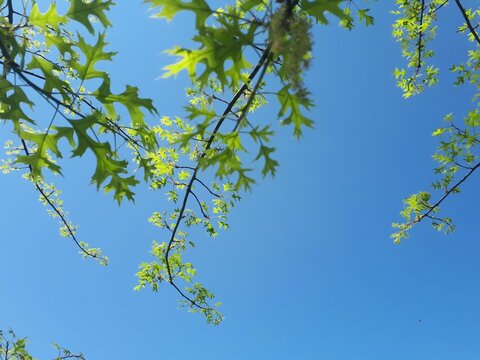 green leaves against blue sky