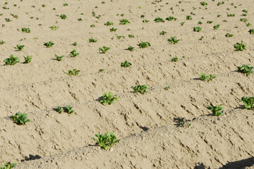 Kartoffel, Kartoffeln  Auflauf