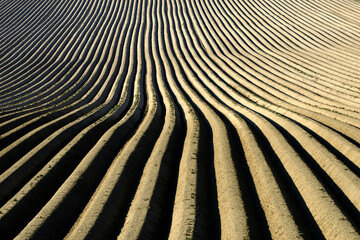 KartoffelKartoffel, Kartoffeln  Auflauf, Kartoffeln