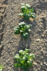 Kartoffel, Kartoffeln