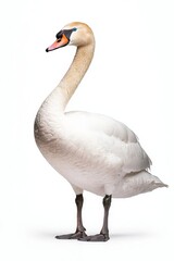 A graceful swan stands elegantly, showcasing its long neck and pristine white feathers against a clean background.