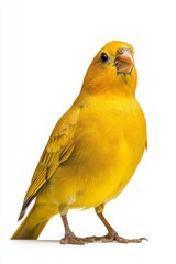 A vibrant yellow canary stands upright against a white background, showcasing its bright plumage and distinctive features.