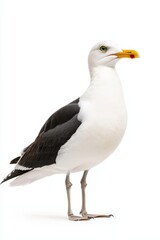 A standing seagull with a white body and dark wings, showcasing a striking yellow beak against a plain background.