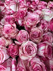 Red white dashed roses from top nice flowers pink colour