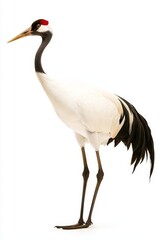 Fototapeta premium A graceful crane stands tall with a striking red crown, showcasing its elegant white body and long legs against a plain background.