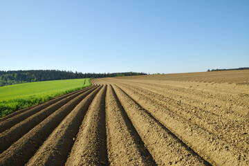 Kartoffel, Kartoffeln, vor Auflauf