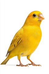 A vibrant yellow canary stands upright, showcasing its bright feathers and lively expression against a plain background.