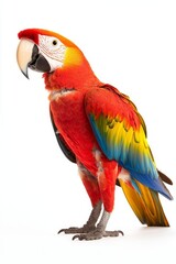 A vibrant scarlet macaw stands proudly, showcasing its colorful feathers and distinctive beak against a white background.
