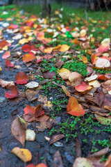 A vibrant autumn scene with colorful fallen leaves scattered across wet ground. The mix of red, yellow, and orange leaves contrasts with fresh green grass, creating a vivid seasonal composition.