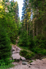 Fototapeta premium Scenic forest path surrounded by lush greenery, sunlight filtering through trees, perfect for hiking