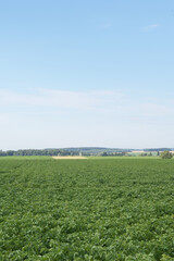 Kartoffel, Kartoffeln  nach Reihenschluß