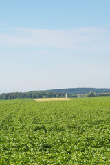 Fototapeta premium Kartoffel, Kartoffeln nach Reihenschluß