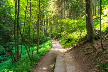Scenic forest path surrounded by lush greenery, sunlight filtering through trees, perfect for hiking