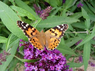 butterfly on flower