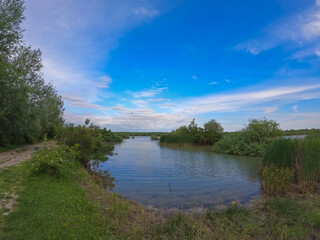 Summer landscape with a delta and a quiet lake reflecting a willow in the water. Natural habitat for numerous wild species in the environment. The wonderful green nature in all its splendor
