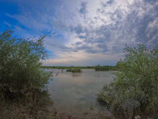 Summer landscape with a delta and a quiet lake reflecting a willow in the water. Natural habitat...