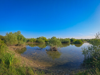 Obraz premium Summer landscape with a delta and a quiet lake reflecting a willow in the water. Natural habitat for numerous wild species in the environment. The wonderful green nature in all its splendor