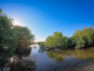 Summer landscape with a delta and a quiet lake reflecting a willow in the water. Natural habitat...