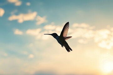 Obraz premium Hummingbird in Flight: A Silhouette Against a Sunset Sky