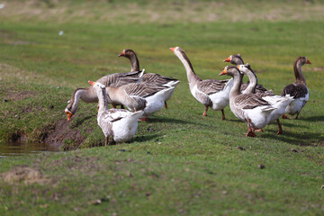 Geese graze on a green meadow. A flock of domestic geese walks one after another across the field.