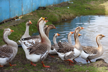 Obraz premium Geese with orange beaks swim in a man-made pond with murky water on a summer day in a farmyard.