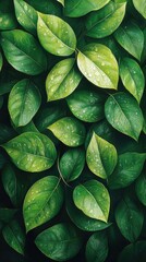 Fototapeta premium Lush green leaves glistening with water droplets in a natural arrangement