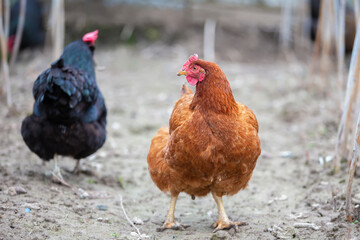 A chicken with a red head stands in front of another chicken. The two chickens are in a dirt field