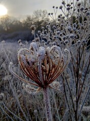 Frosty morning 