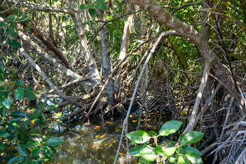 A mangrove forest is a unique coastal ecosystem found in tropical and subtropical regions