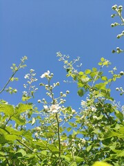 Frühling in der Türkei am Schwarzen Meer