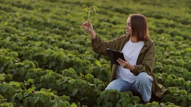 Smart farming soybean technology. Smiling female farmer with digital tablet uses for examine and check soya plants in field. Modern agribusiness of control of growth and development of sprouts.