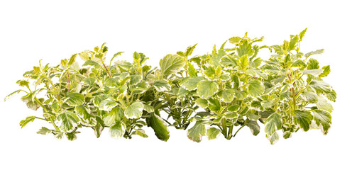 Ornamental plant plectranthus coleoides marginatus