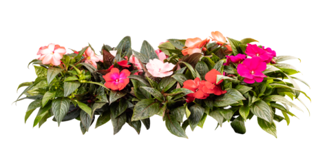 Seedlings of impatiens plants