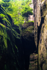 Obraz premium A moss-covered sandstone canyon with towering cliffs, lush greenery, and scattered sunlight