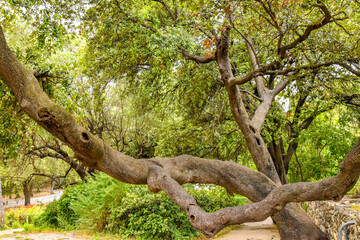 Beautiful trees in the park. France, Nice