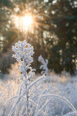 Raureif im Spätherbst
