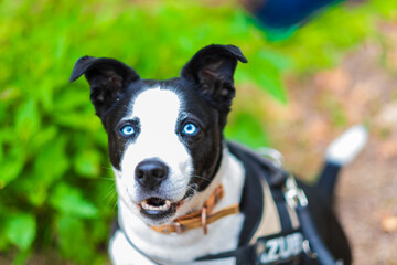Portrait of a Black and White Dog with Striking Blue Eyes Wearing a Harness in a Lush Green Outdoor Setting, Capturing Curiosity and Alertness