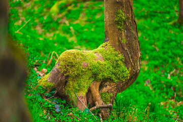 Close-Up of Moss-Covered Tree Trunk in Lush Green Forest Capturing Serenity of Nature with Vibrant Greenery Symbolizing Rejuvenation and Life