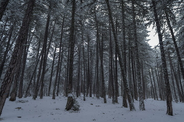 Discover the Magic of Nature - Unique Landscape Photos 