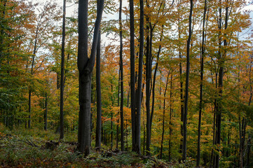 Obraz premium Beautiful autumn landscape. Travel, hiking, freedom, active lifestyle. Autumn in the forest.