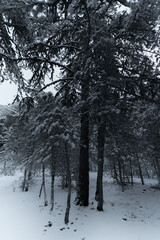 Discover the Magic of Nature - Unique Landscape Photos 