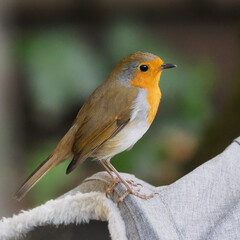 robin on a branch